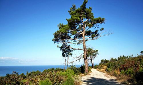 Какие деревья посадить на участке в Сибири. Быстрорастущие деревья для Сибири