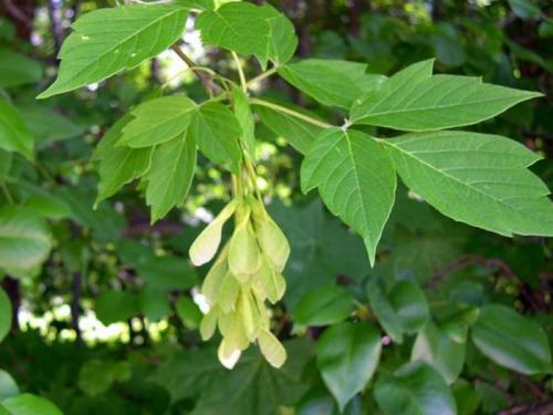 Какие деревья посадить на участке в Сибири. Быстрорастущие деревья для Сибири