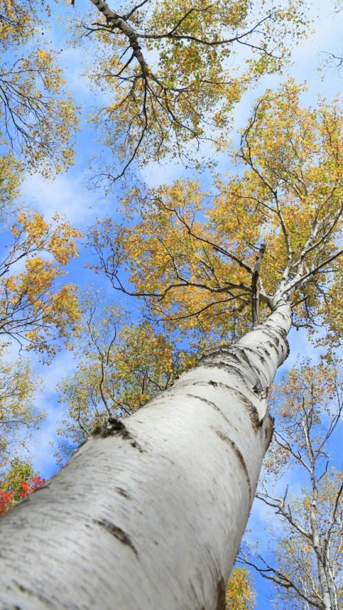Какие деревья посадить на участке в Сибири. Быстрорастущие деревья для Сибири