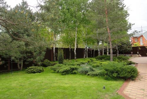 Какие деревья посадить на участке для тени. “Выращивание тени” или какие деревья посадить в саду для тени