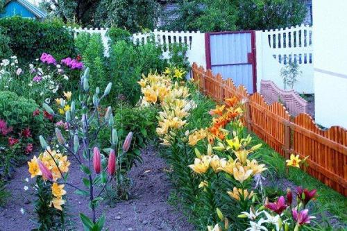 Что посадить рядом с забором. Что посадить вдоль забора: самые лучшие растения