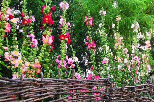 Что посадить рядом с забором. Что посадить вдоль забора: самые лучшие растения