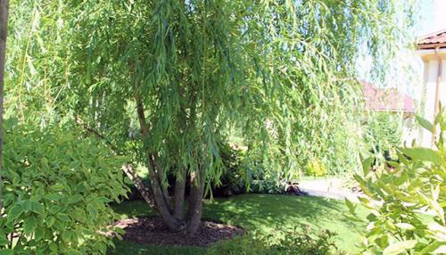 Какие деревья посадить на участке для тени. “Выращивание тени” или какие деревья посадить в саду для тени