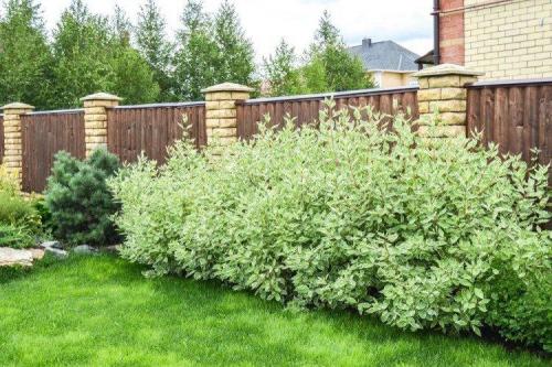 Что посадить рядом с забором. Что посадить вдоль забора: самые лучшие растения