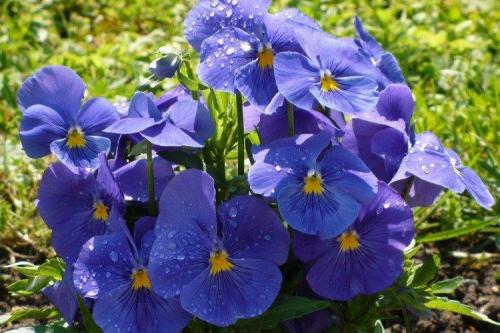 Что посадить рядом с забором. Что посадить вдоль забора: самые лучшие растения