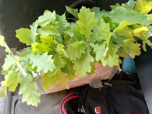 Какие деревья посадить на участке в Сибири. Быстрорастущие деревья для Сибири