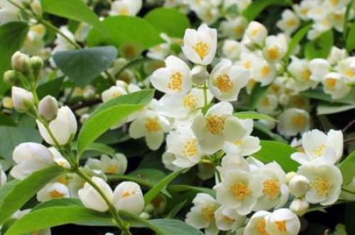 Украшения для сада своими руками оригинальные задумки. 90 идей украшений для сада своими руками (фото)