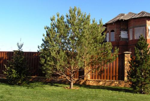 Сосны на участке. Преимущества выращивания сосны на участке