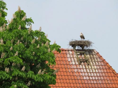 Как сделать гнездо для аиста своими руками из веток декоративное. Гнездо аиста — хитрости и нюансы постройки своими руками. 55 фото свитого гнзда