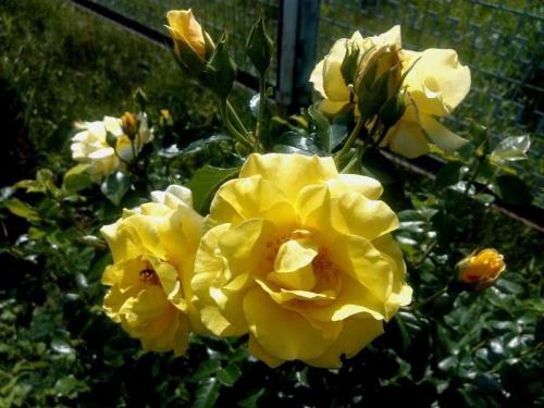 Розарий на даче схема посадки. Розарий на даче — схемы расположения и красивые сочетания цветов для дачного участка (130 фото)