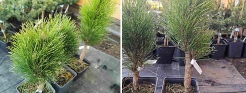 Сосна обыкновенная в ландшафтном дизайне. Сосны в ландшафтном дизайне