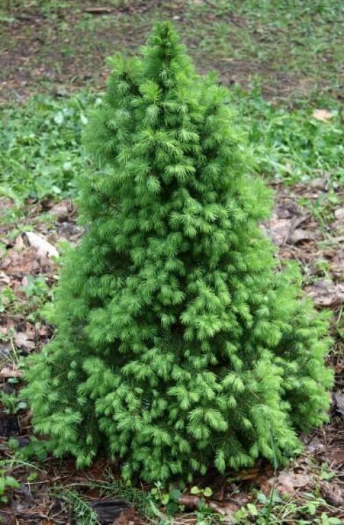 Сосна обыкновенная в ландшафтном дизайне. Сосны в ландшафтном дизайне 11