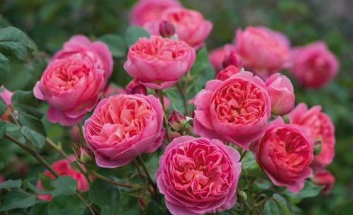 Розарий на даче схема посадки. Розарий на даче — схемы расположения и красивые сочетания цветов для дачного участка (130 фото)