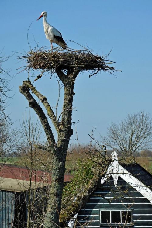 Как сделать гнездо аиста своими руками. Гнездо аиста — узнайте где строят гнезда аисты и как привлечь внимание молодого аиста к своему участку (115 фото + видео)