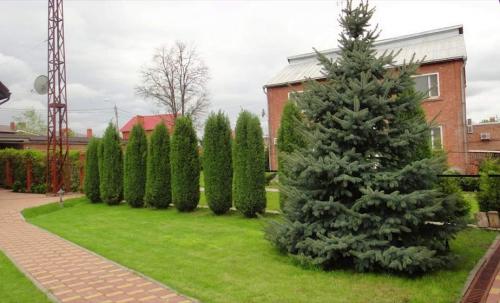 Сосна обыкновенная в ландшафтном дизайне. Сосны в ландшафтном дизайне 05