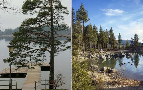 Сосна обыкновенная в ландшафтном дизайне. Сосны в ландшафтном дизайне