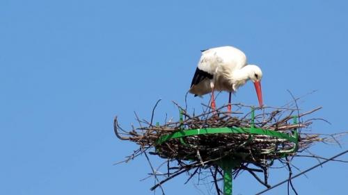 Как сделать гнездо для аиста своими руками из веток декоративное. Гнездо аиста — хитрости и нюансы постройки своими руками. 55 фото свитого гнзда