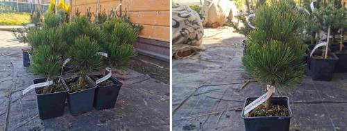 Сосна обыкновенная в ландшафтном дизайне. Сосны в ландшафтном дизайне