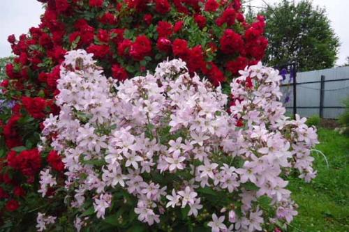 Розарий на даче схема. Розарий на даче. Как ухаживать за розами.