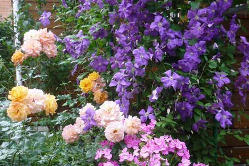 Розарий на даче схема. Розарий на даче. Как ухаживать за розами.