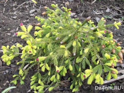 Сосна обыкновенная в ландшафтном дизайне. Сосны в ландшафтном дизайне 12