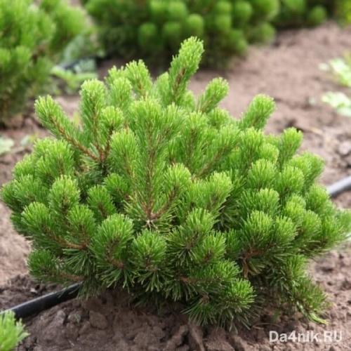 Сосна обыкновенная в ландшафтном дизайне. Сосны в ландшафтном дизайне 19