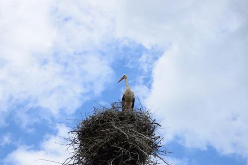 Как сделать гнездо аиста своими руками. Гнездо аиста — узнайте где строят гнезда аисты и как привлечь внимание молодого аиста к своему участку (115 фото + видео)