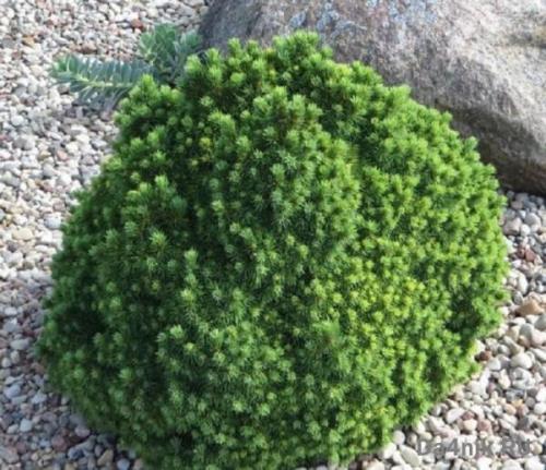 Сосна обыкновенная в ландшафтном дизайне. Сосны в ландшафтном дизайне 14