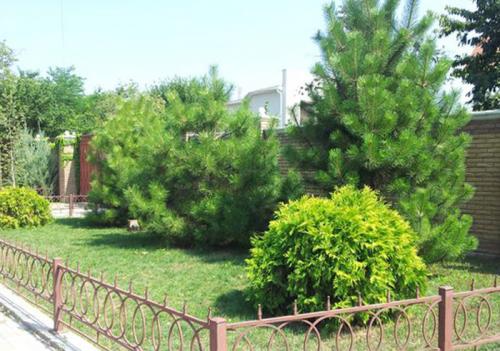 Сосны на участке. Преимущества выращивания сосны на участке