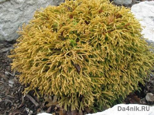 Сосна обыкновенная в ландшафтном дизайне. Сосны в ландшафтном дизайне 17