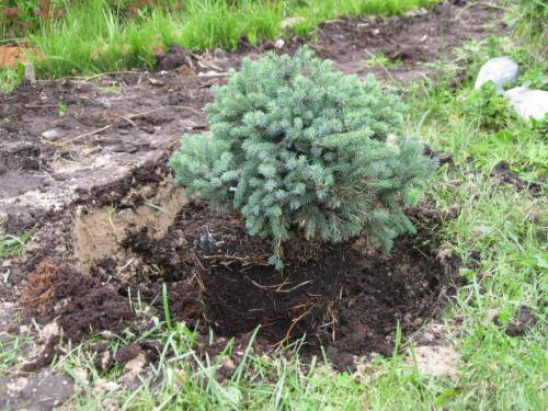 Сосна обыкновенная в ландшафтном дизайне. Сосны в ландшафтном дизайне 06