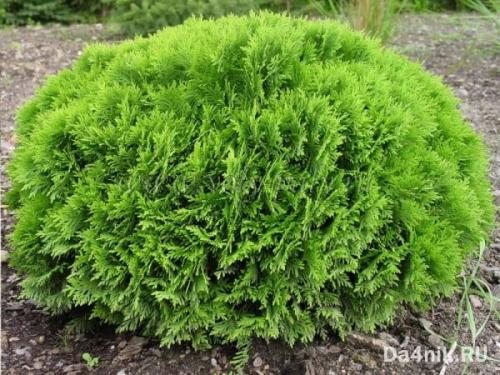 Сосна обыкновенная в ландшафтном дизайне. Сосны в ландшафтном дизайне 15