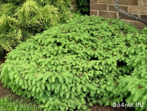 Сосна обыкновенная в ландшафтном дизайне. Сосны в ландшафтном дизайне 13