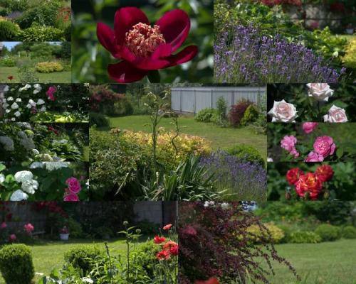 Розарий на даче схема посадки. Розарий на даче — схемы расположения и красивые сочетания цветов для дачного участка (130 фото)