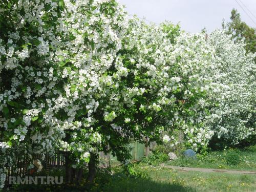 Какие деревья лучше сажать возле дома для тени. Тенистые деревья для вашего участка