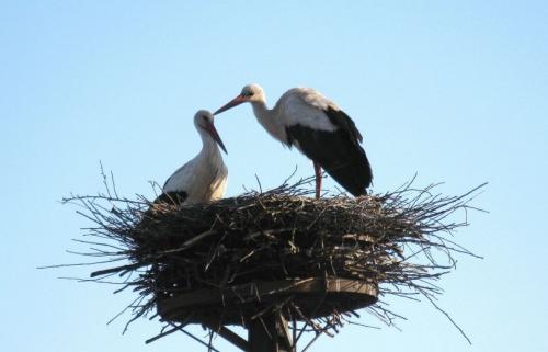 Как сделать гнездо аиста своими руками. Гнездо аиста — узнайте где строят гнезда аисты и как привлечь внимание молодого аиста к своему участку (115 фото + видео)