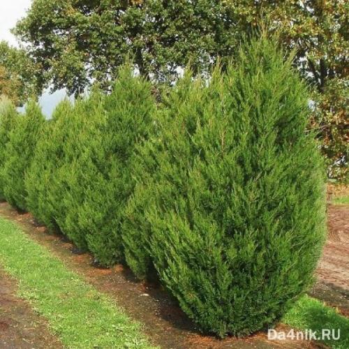 Сосна обыкновенная в ландшафтном дизайне. Сосны в ландшафтном дизайне 08