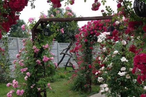 Розарий на даче схема. Розарий на даче. Как ухаживать за розами.