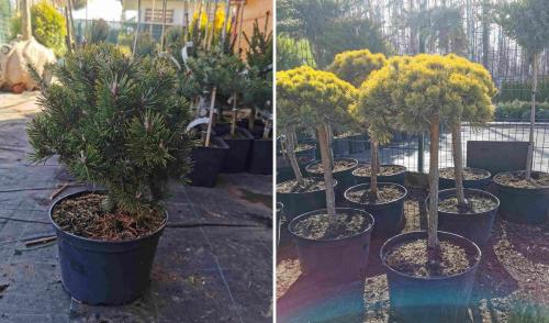 Сосна обыкновенная в ландшафтном дизайне. Сосны в ландшафтном дизайне