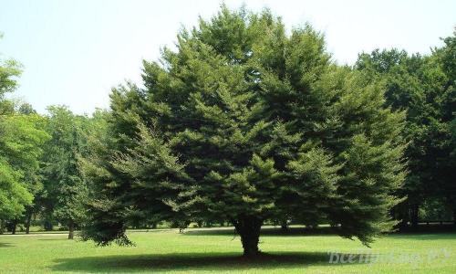 Какое дерево посадить перед домом для тени. Обзор видов тенелюбивых растений