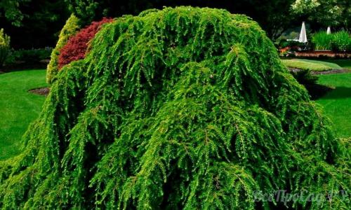 Какое дерево посадить перед домом для тени. Обзор видов тенелюбивых растений