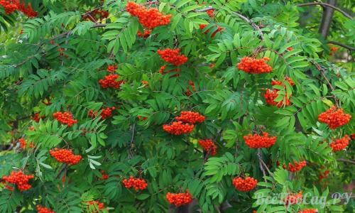 Какое дерево посадить перед домом для тени. Обзор видов тенелюбивых растений