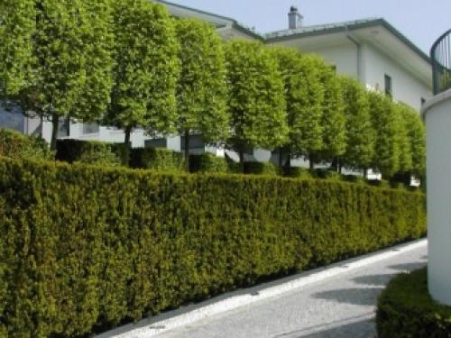 Какое дерево лучше посадить возле дома на улице. Объективные критерии выбора 06