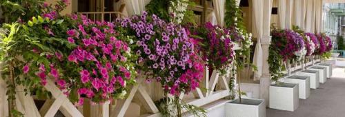 Какие виды растений и цветов обычно используются для украшения террас. Цветник в контейнерах: ландшафтные идеи для украшения террас