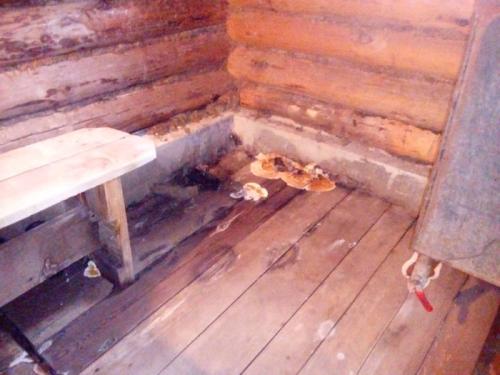 Какие проблемы могут возникать при использовании баньки в деревне. 2 глупые ошибки, из-за которых баня сгнила за 5 лет   2