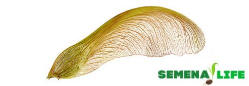 Как посадить клен. Созревание, сбор и подготовка семян к посадке