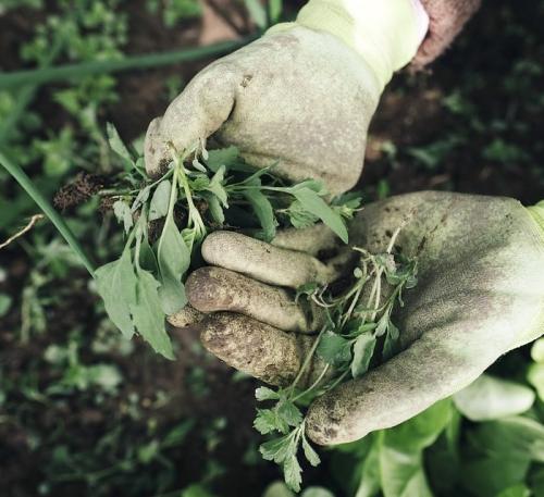 Народное средство от травы и сорняков на основе уксуса. Народные средства от сорняков при помощи уксуса 04