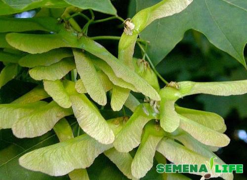 Как посадить клен. Созревание, сбор и подготовка семян к посадке