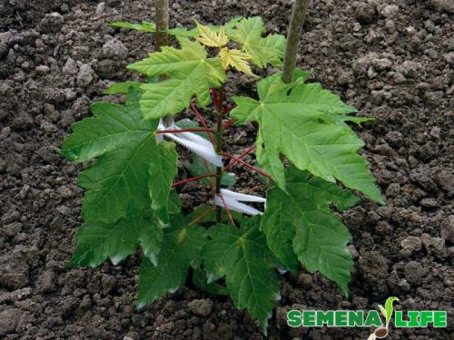 Как посадить клен. Созревание, сбор и подготовка семян к посадке