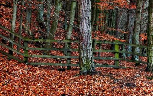 Какие деревья можно сажать близко к забору. Удаление от забора